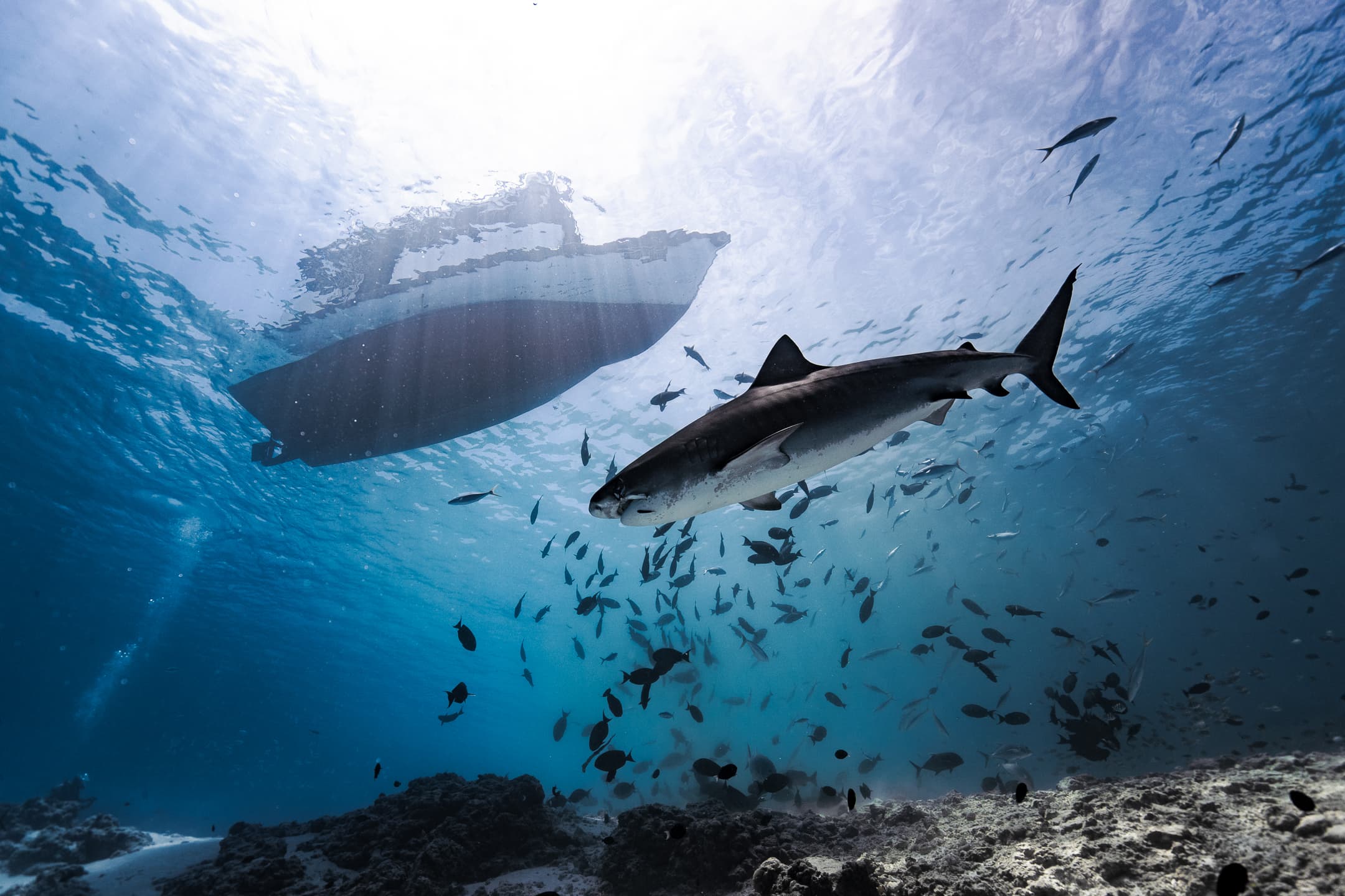 Shark Diving